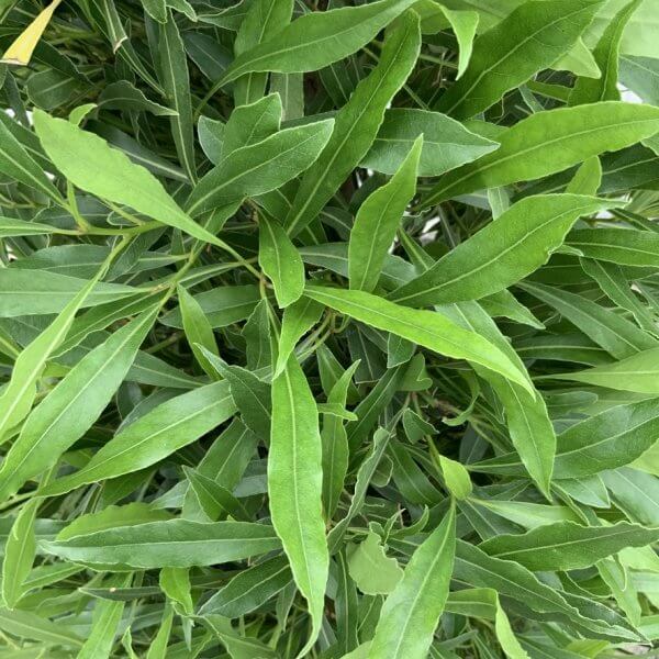 Laurus nobilis - Angustifolia Bay Tree Cone/Pyramid 1.50-1.60M - 8EAF8647 9B53 4E5B B803 F7A6F372CEBD 1 105 c
