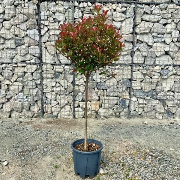 Photinia Carre Rouge Red Robin Half Standard (Height 145-1.55m) - 90ABF732 ECED 489F 908B 7C41A9C9F611 1 105 c