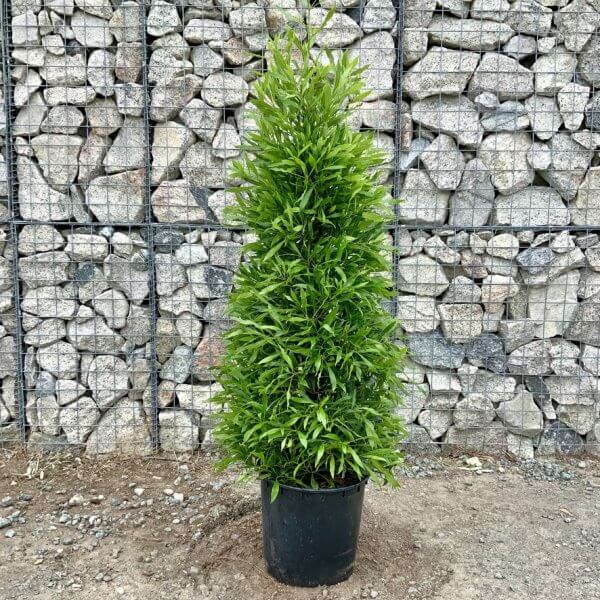 Laurus nobilis - Angustifolia Bay Tree Cone/Pyramid 1.50-1.60M - E1624290 8B7A 4DB2 9CE9 104A60AC25B6 1 105 c