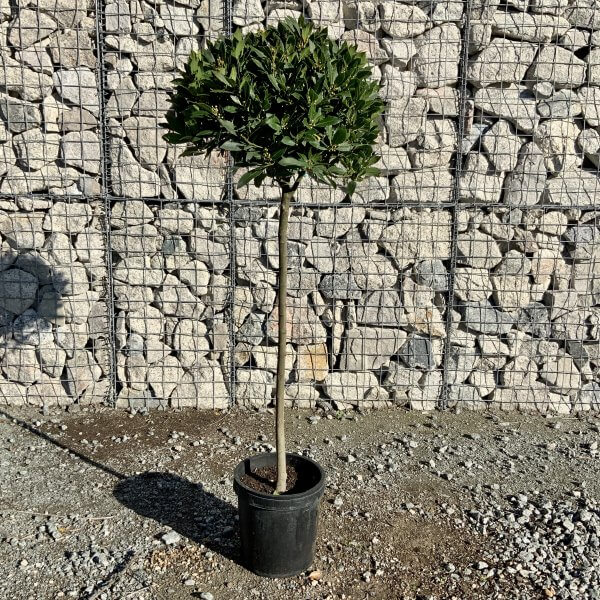 Laurus Nobilis - Bay Tree Half Standard 1.45-1.55 M - IMG 0932 scaled