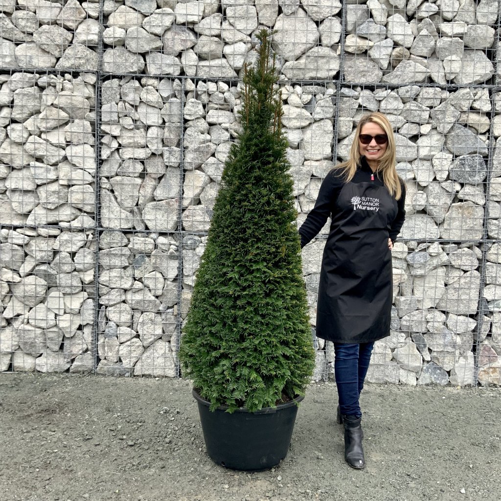 Taxus Baccata Yew Cone 2M2.10M Sutton Manor Nursery
