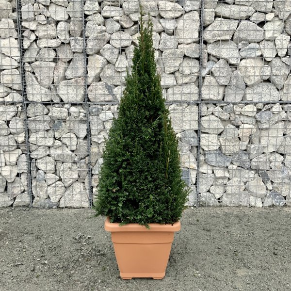 Taxus Baccata Yew Egyptian Pyramid 1.40-1.50m - IMG 4767 scaled