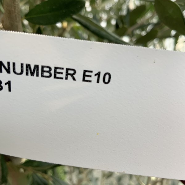 E010 Individual Italian style Multistem Olive Tree XXL - IMG 4792 scaled