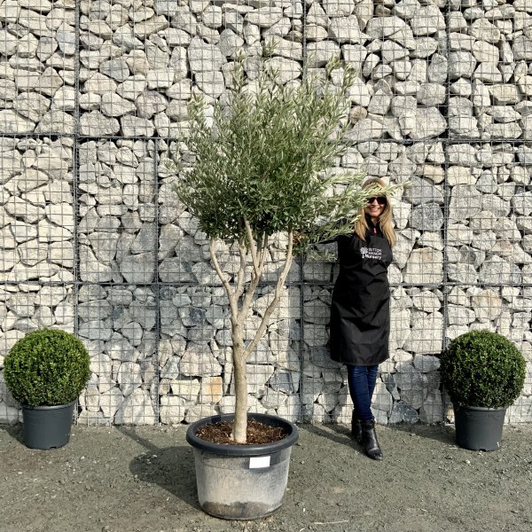 E011 Individual Italian style Multistem Olive Tree XXL - IMG 4796 scaled