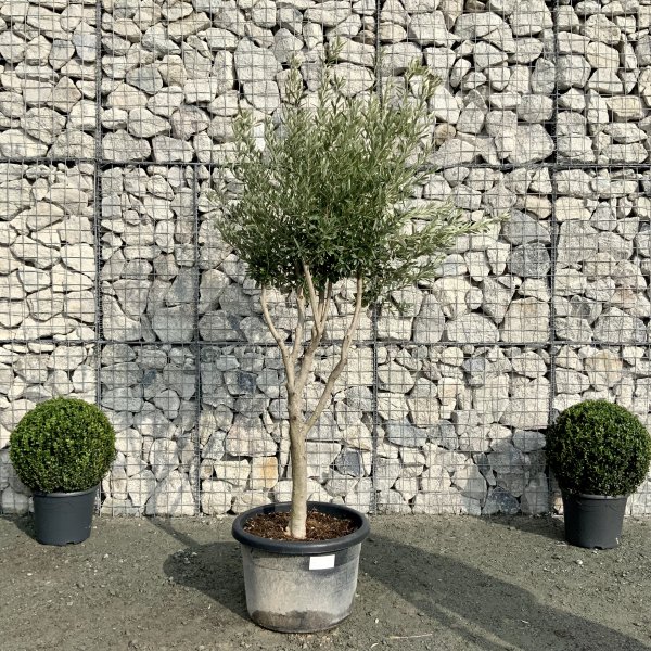 E011 Individual Italian style Multistem Olive Tree XXL - IMG 4797 scaled