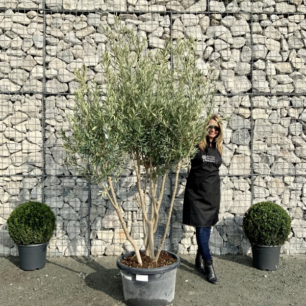 E013 Individual Italian style Multistem Olive Tree XXL - IMG 4803 scaled