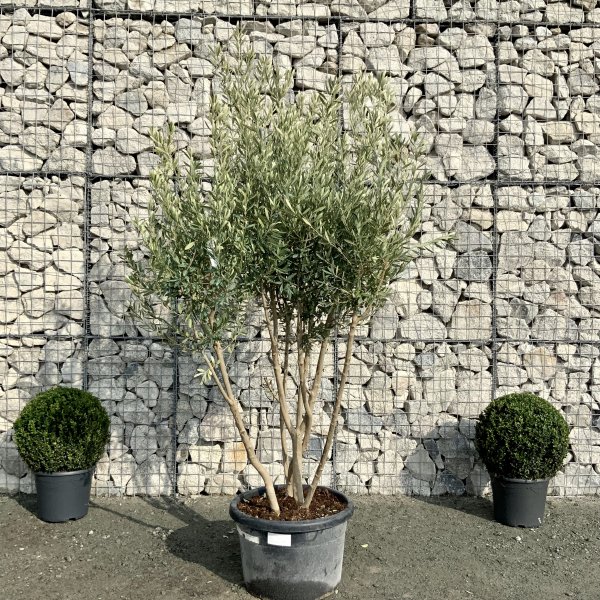 E013 Individual Italian style Multistem Olive Tree XXL - IMG 4804 scaled
