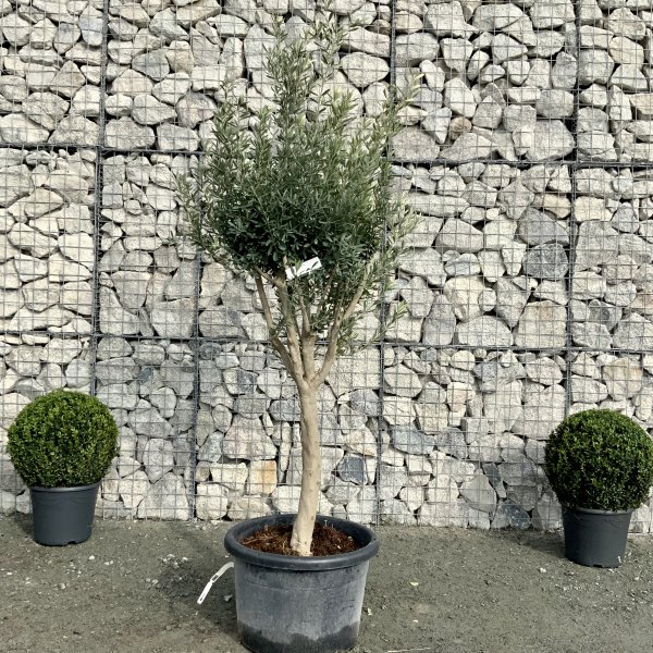E023 Individual Italian style Multistem Olive Tree XXL - IMG 4833 scaled