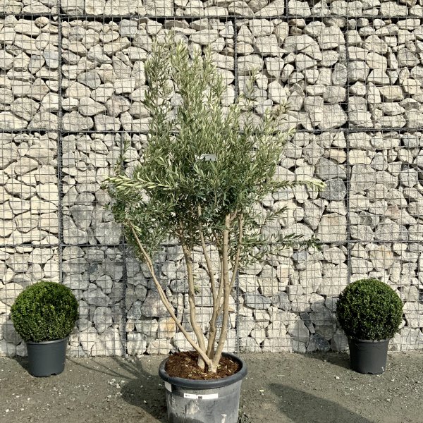 E031 Individual Italian style Multistem Olive Tree XXL - IMG 4857 1 scaled
