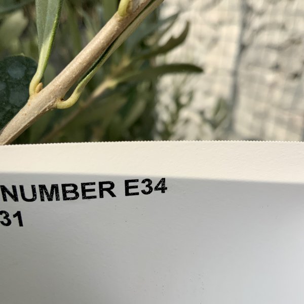 E034 Individual Italian style Multistem Olive Tree XXL - IMG 4872 scaled