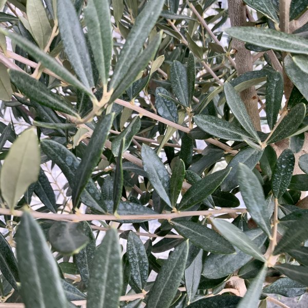 E042 Individual Italian style Multistem Olive Tree XXL - IMG 4884 scaled