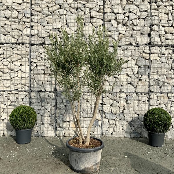 E042 Individual Italian style Multistem Olive Tree XXL - IMG 4889 scaled