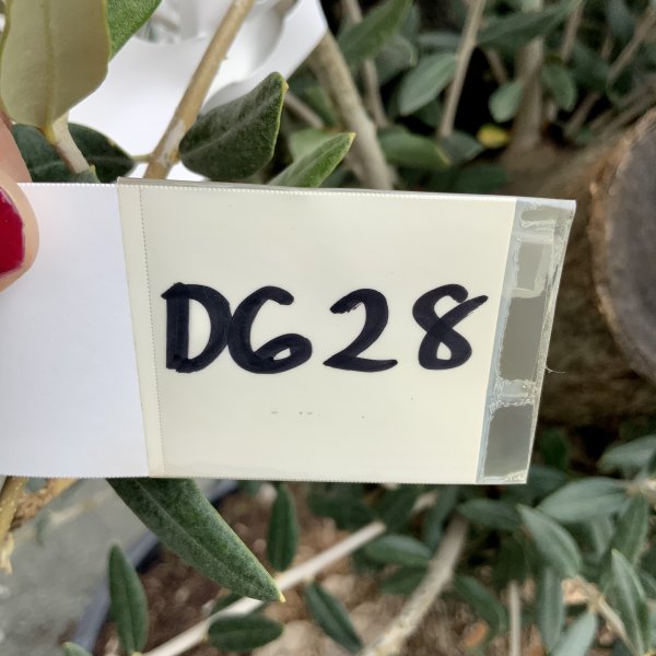 D628 Individual Gnarled Olive Tree XXL - IMG 4899 scaled