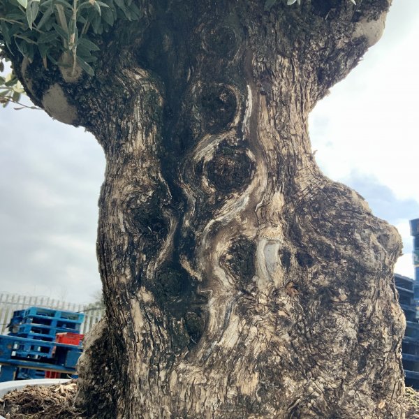 D628 Individual Gnarled Olive Tree XXL - IMG 4902 scaled
