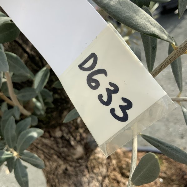 D633 Individual Gnarled Olive Tree XXL - IMG 4923 scaled