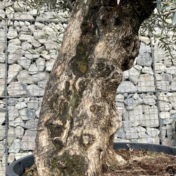 D634 Individual Gnarled Olive Tree XXL - IMG 4929 scaled