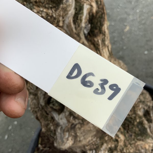 D639-Individual Gnarled Olive Tree XXL - IMG 4948 scaled