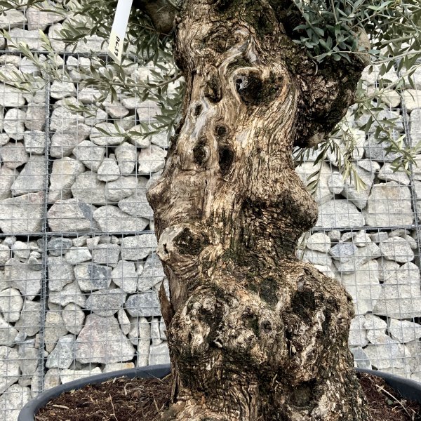 D639-Individual Gnarled Olive Tree XXL - IMG 4950 scaled