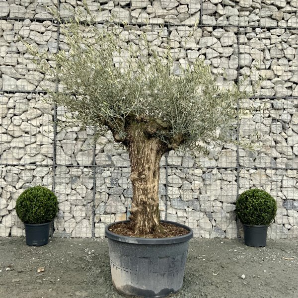 D641 Individual Gnarled Olive Tree XXL - IMG 4958 scaled