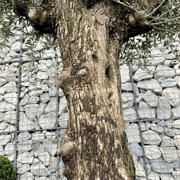 D641 Individual Gnarled Olive Tree XXL - IMG 4959 scaled