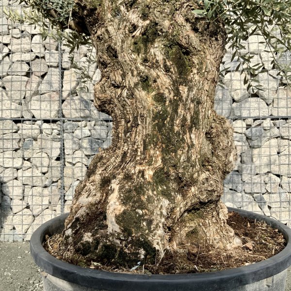 D643 Individual Gnarled Olive Tree XXL - IMG 4967 scaled