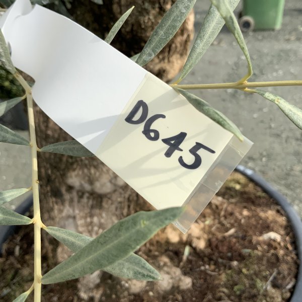 D645 Individual Gnarled Olive Tree XXL - IMG 4974 scaled