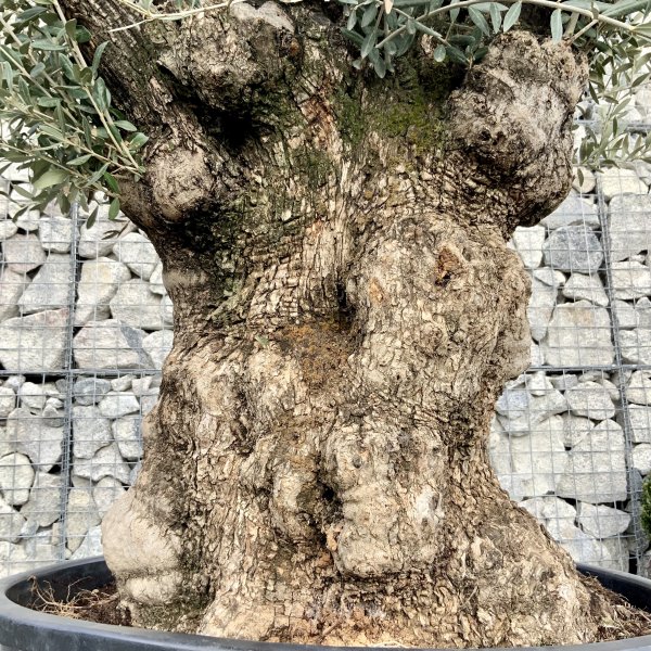 D648 Individual Gnarled Olive Tree XXL - IMG 4984 scaled