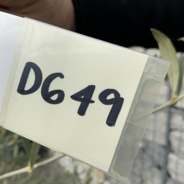 D649 Individual Gnarled Olive Tree XXL - IMG 4986 scaled