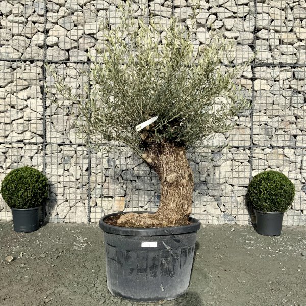 D651 Individual Gnarled Olive Tree XXL - IMG 4999 1 scaled