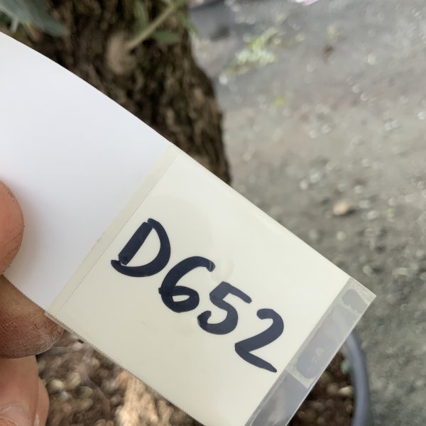 D652 Individual Gnarled Olive Tree XXL - IMG 5001 scaled