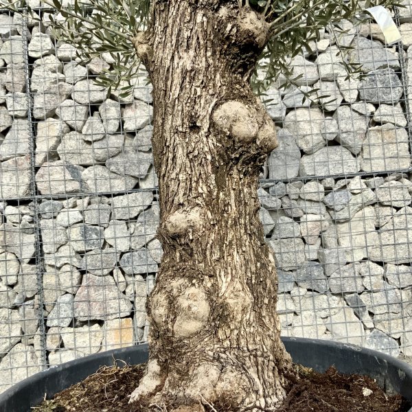 D652 Individual Gnarled Olive Tree XXL - IMG 5003 scaled