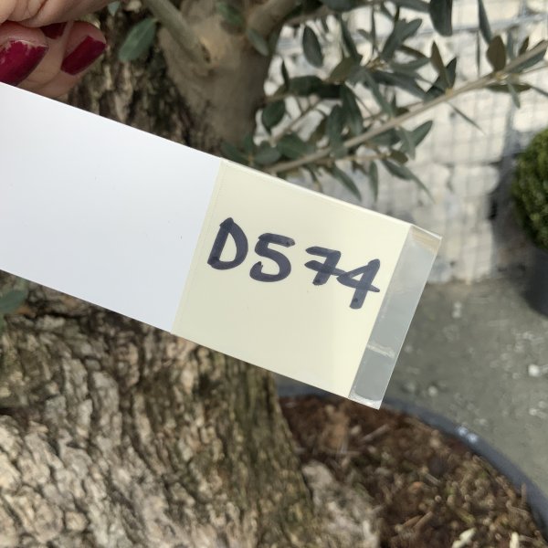 D574 Individual Gnarled Olive Tree XXL - IMG 5013 scaled