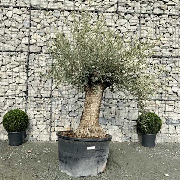 D574 Individual Gnarled Olive Tree XXL - IMG 5016 scaled