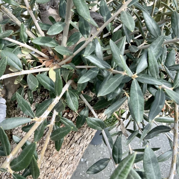 D574 Individual Gnarled Olive Tree XXL - IMG 5017 scaled