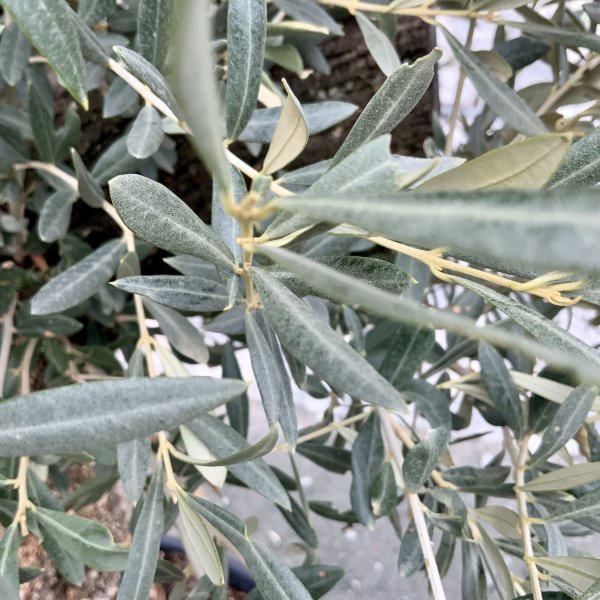 D579 Individual Gnarled Olive Tree XXL - IMG 5022 scaled