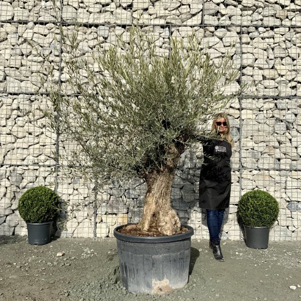 D576 Individual Gnarled Olive Tree XXL - IMG 5025 scaled