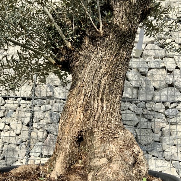 D576 Individual Gnarled Olive Tree XXL - IMG 5026 scaled