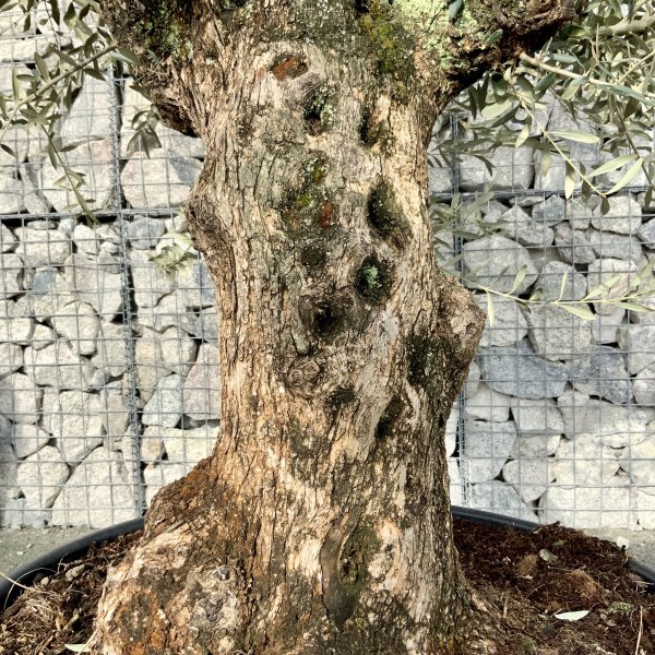 D577 Individual Gnarled Olive Tree XXL - IMG 5030 scaled