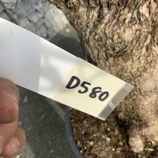 D580 Individual Gnarled Olive Tree XXL - IMG 5040 scaled