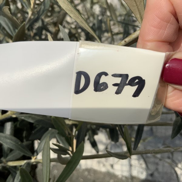 D679 Individual Gnarled Olive Tree XXL - IMG 5044 scaled
