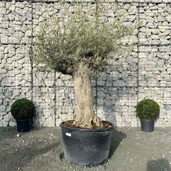 D584 Individual Gnarled Olive Tree XXL - IMG 5059 scaled