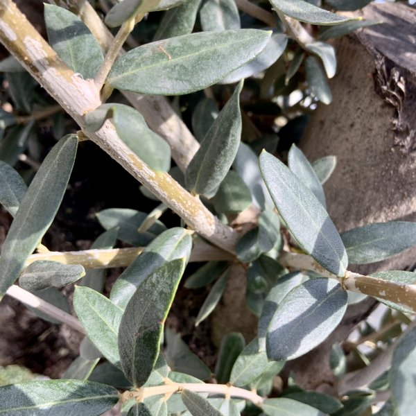 D586 Individual Gnarled Olive Tree XXL - IMG 5060 scaled