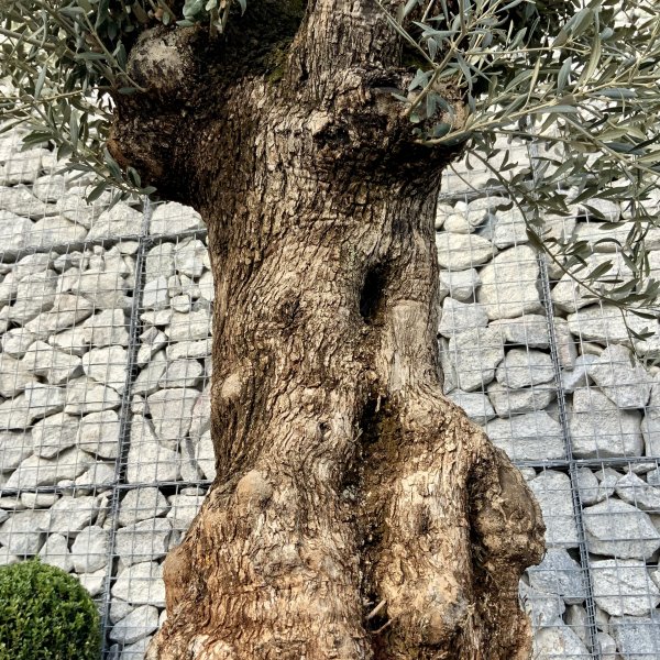 D586 Individual Gnarled Olive Tree XXL - IMG 5063 scaled