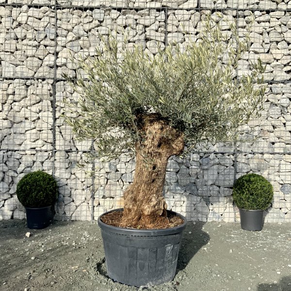 D586 Individual Gnarled Olive Tree XXL - IMG 5064 scaled