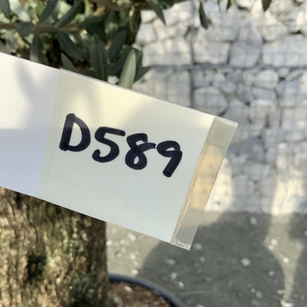D589 Individual Gnarled Olive Tree XXL - IMG 5073 scaled