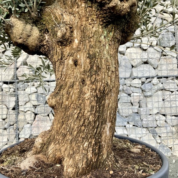 D594 Individual Gnarled Olive Tree XXL - IMG 5095 scaled