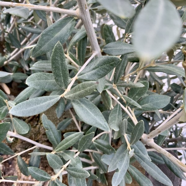 D607 Individual Gnarled Olive Tree XXL - IMG 5097 scaled