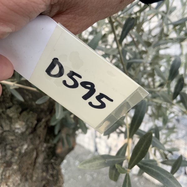 D595 Individual Gnarled Olive Tree XXL - IMG 5098 scaled