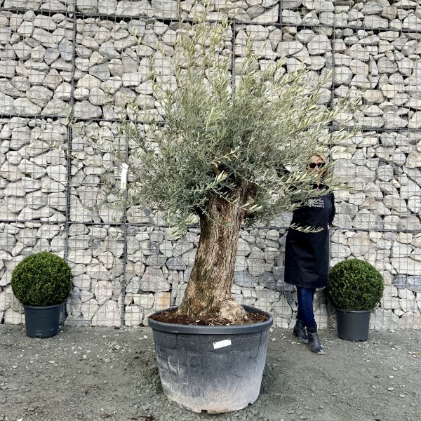 D612 Individual Gnarled Olive Tree XXL - IMG 5164 scaled