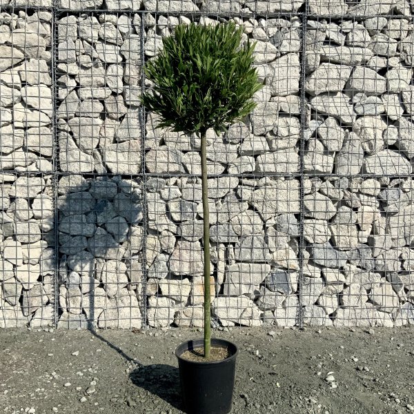 Laurus Nobilis - Angustifolia Bay Tree Half Standard 1.60-1.65m - IMG 5189 scaled